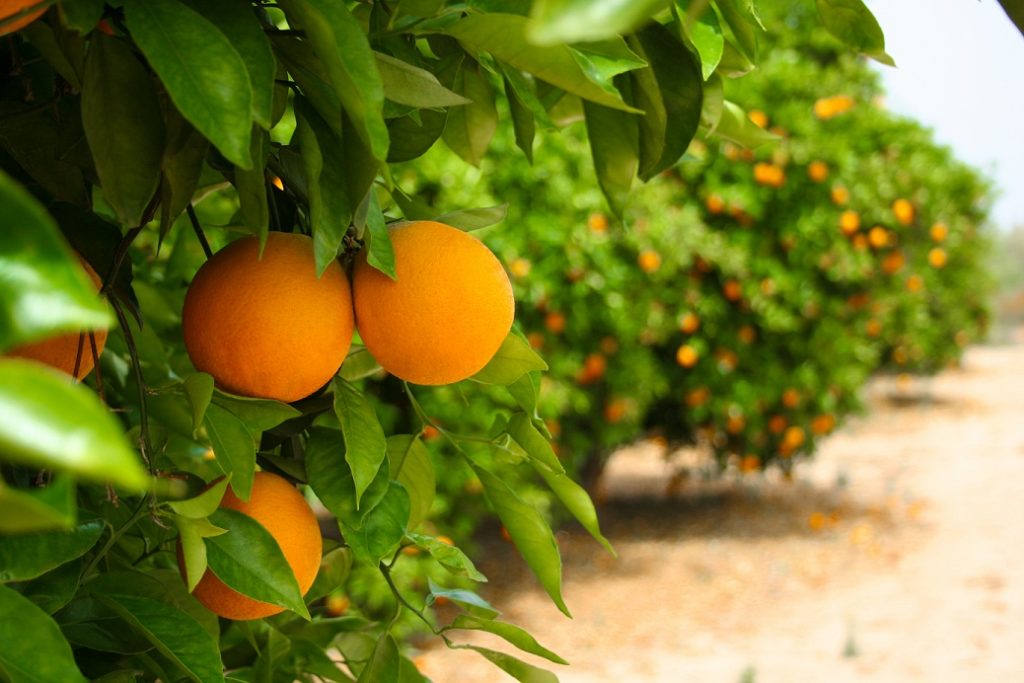 oranges growing in citrus grove