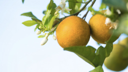 oranges next to a flower