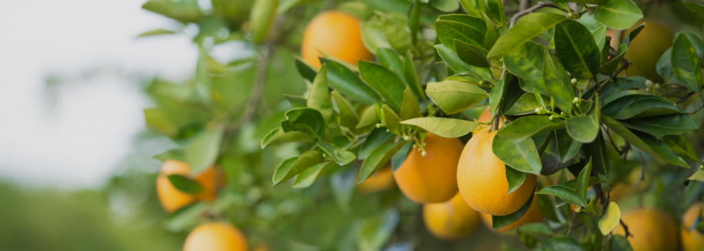 oranges ready to be harvested