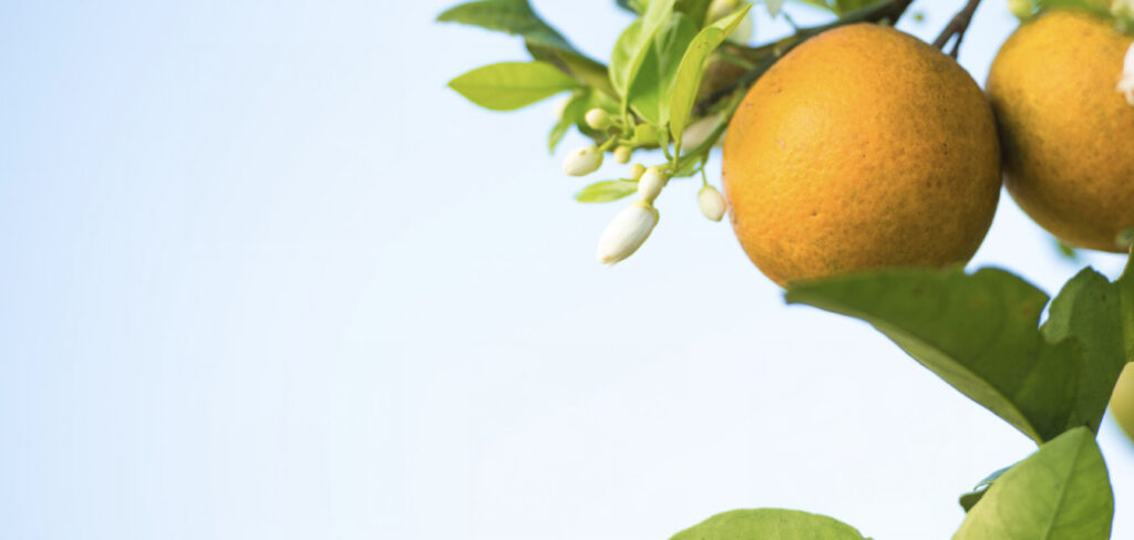 oranges next to a budding flower on the tree