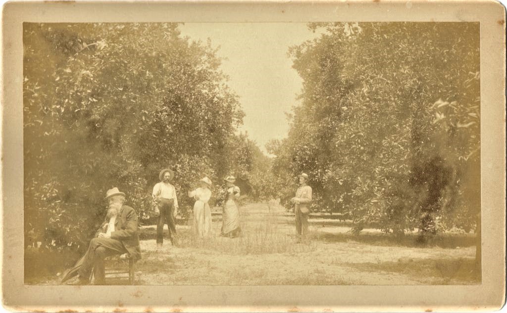 Henry Sanford's Grove With Workers