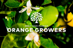 Meet Your Orange Growers
