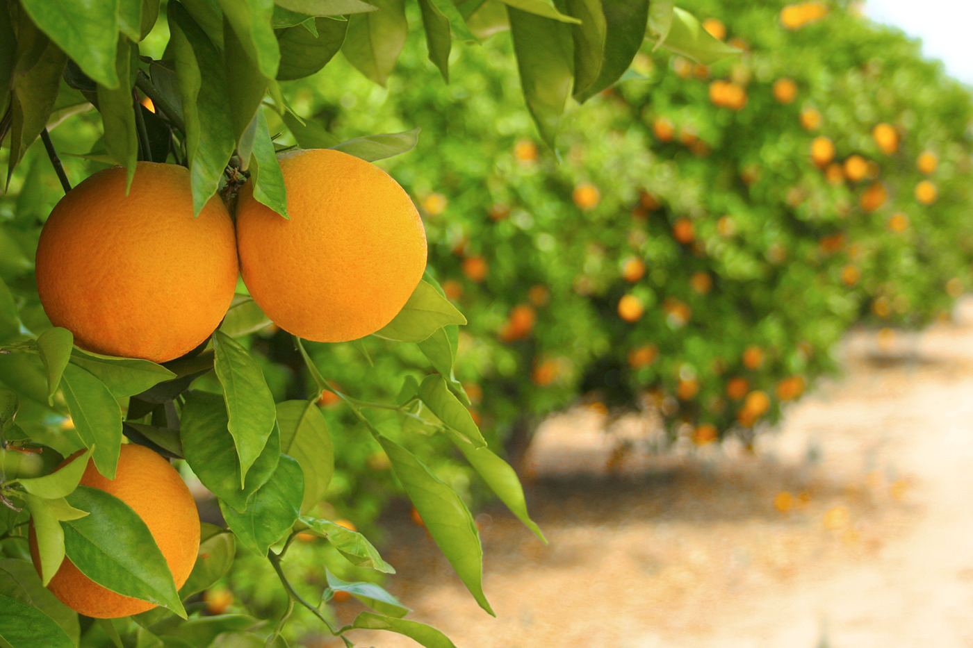 Florida Oranges campestre.al.gov.br
