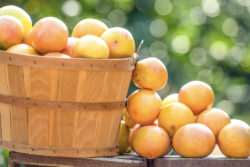 ruby red grapefruits in a fruit basket