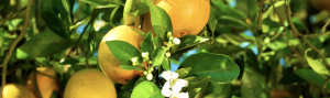 Orange tree image