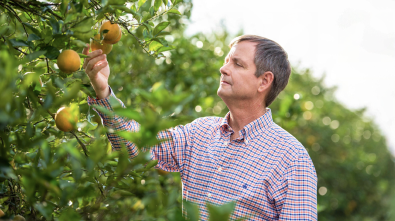 David Wheeler checking his oranges