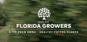 meet the growers a tip from Emma healthy potted plants