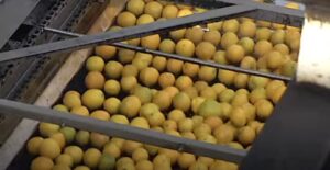 Florida Oranges being processed into OJ image