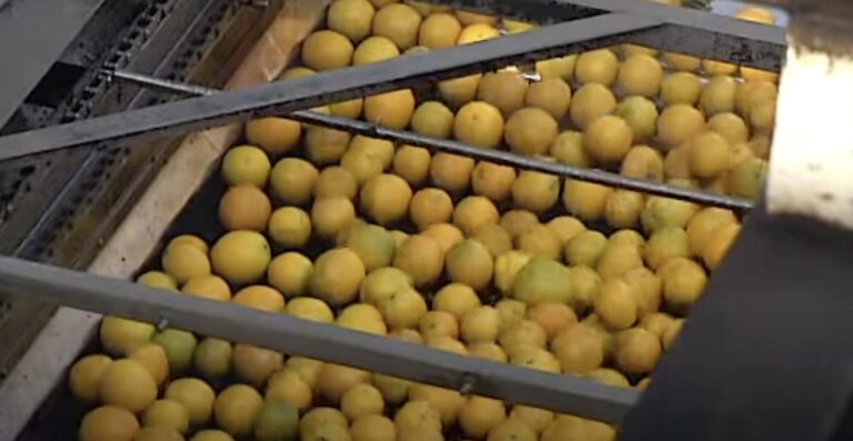 Florida Oranges being processed into OJ image