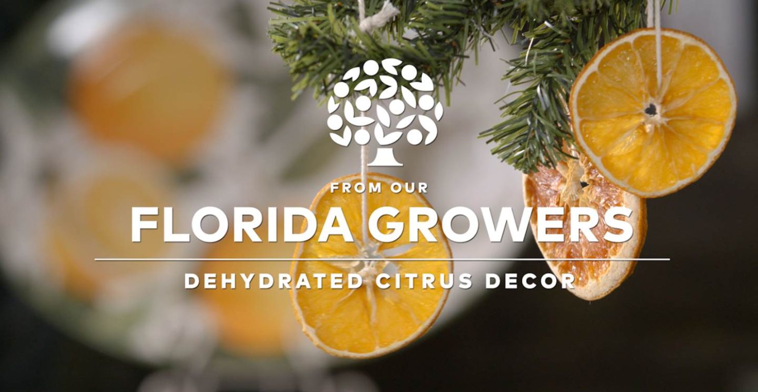 florida growers dehydrated citrus decor