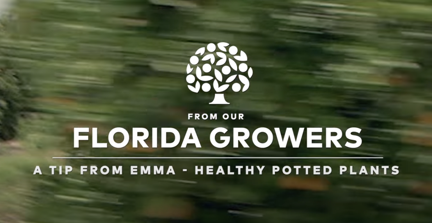 meet the growers a tip from Emma healthy potted plants