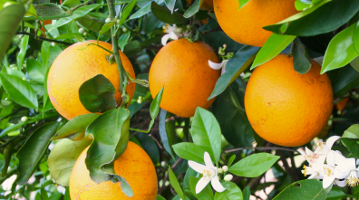 oranges in an orange tree