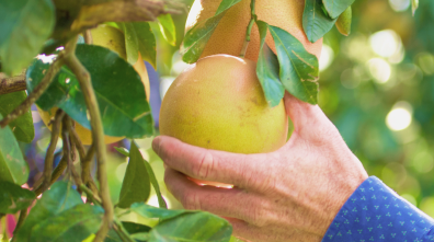 grapefruit being picked by a hand