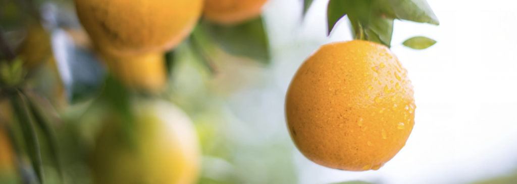 orange on and orange tree