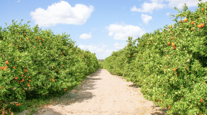 tangerine grove photo