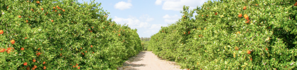 photo of an orange grove