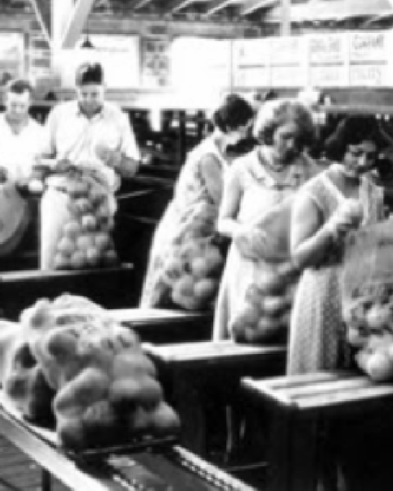 Photo from 1914 showing workers packing oranges