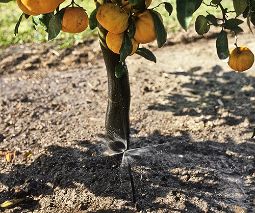 Microjet irrigation of citrus