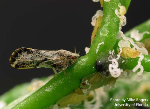 Florida Citrus Greening Psyllid Photo Mike Rogers