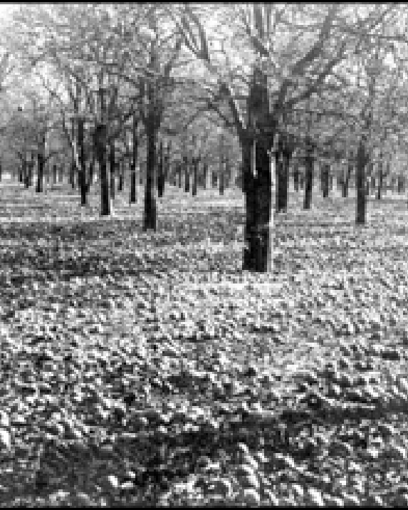 Early Years 6 Bare orange trees after a freeze happened in Florida