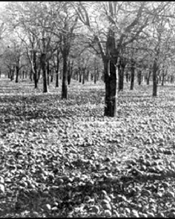 Bare orange trees after a freeze happened in Florida