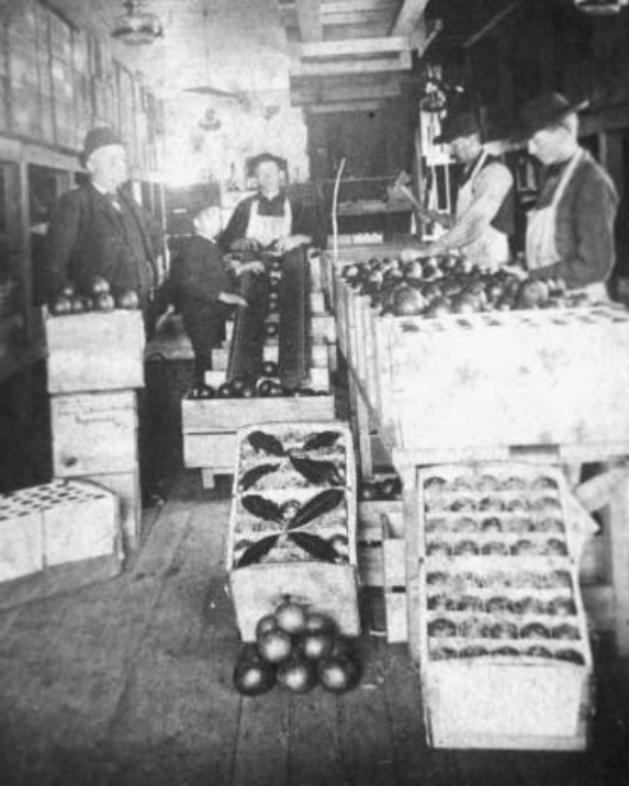 Early Years 2 Workers packing grapefruits in a commercial grove