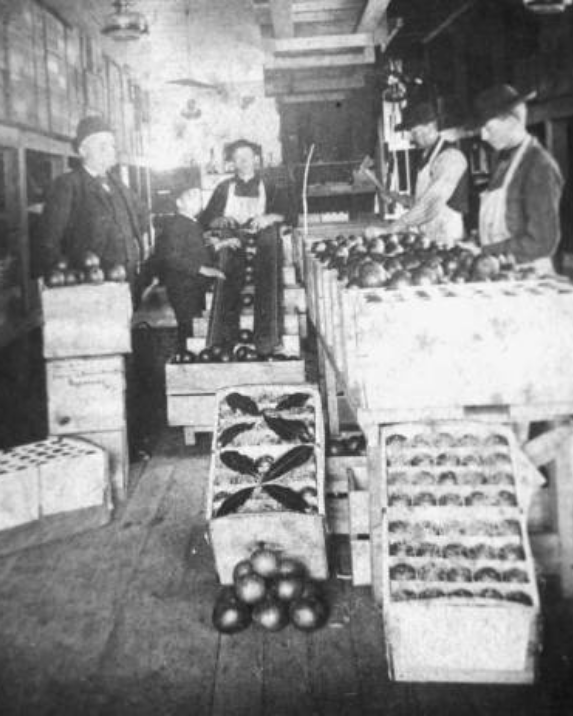 Workers packing grapefruits in a commercial grove