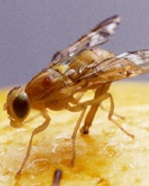 Closeup of a fruit fly