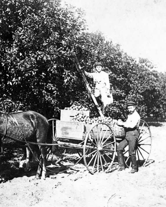 Early Years 3 A historical 1845 black and white photo of two individuals in an orange grove: one standing on a ladder picking oranges, and the other on the ground next to a horse-drawn cart filled with harvested oranges.