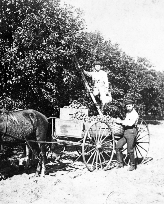 A historical 1845 black and white photo of two individuals in an orange grove: one standing on a ladder picking oranges, and the other on the ground next to a horse-drawn cart filled with harvested oranges.