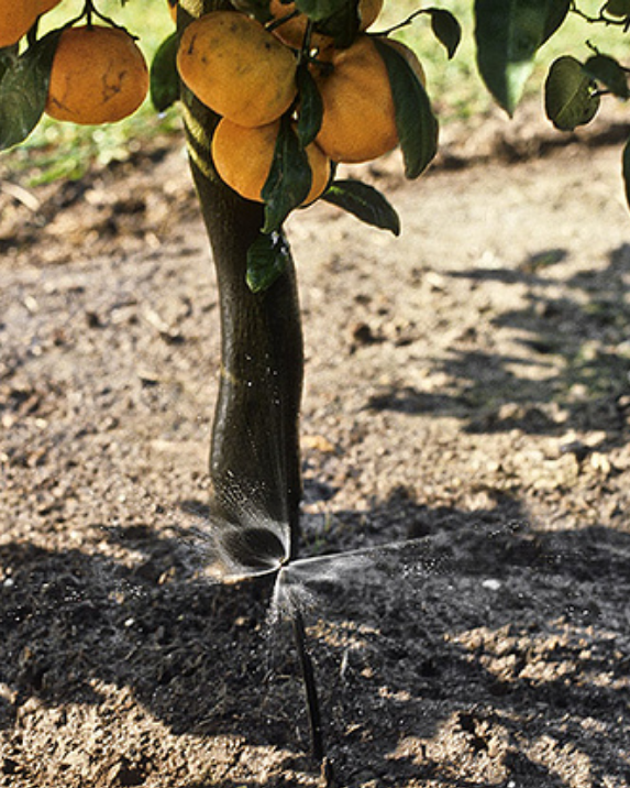 A Bustling Industry 5 Sprinkler watering some oranges