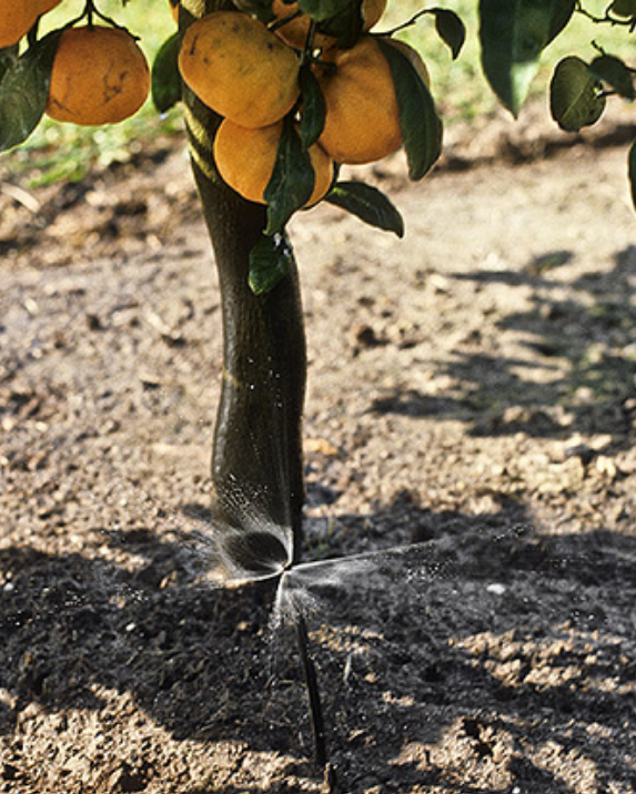 Sprinkler watering some oranges