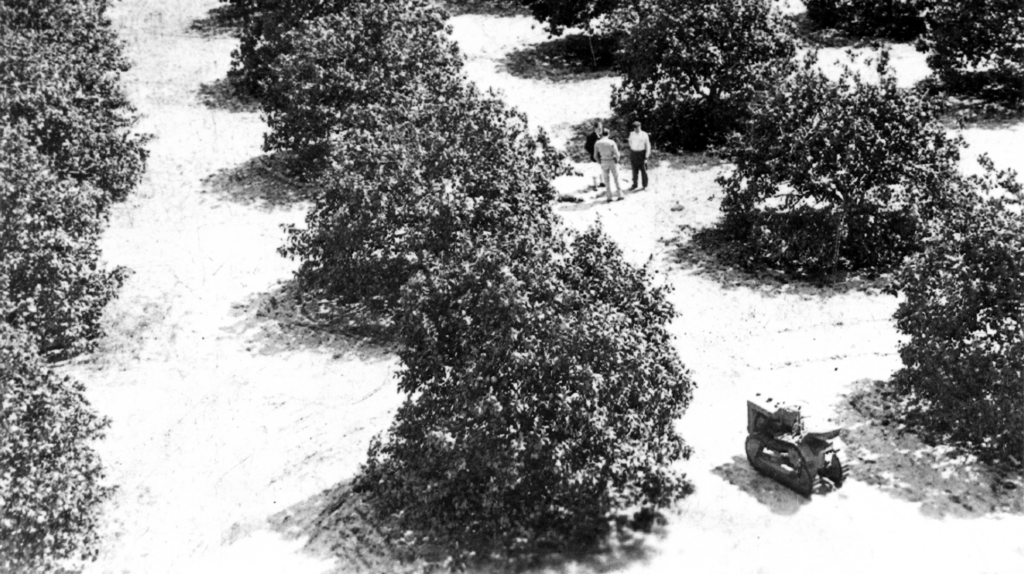 Historical picture of an orange grove