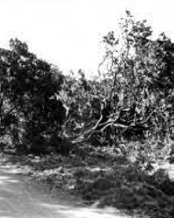 A Bustling Industry 3 Orange grove destroyed by Hurricane Donna