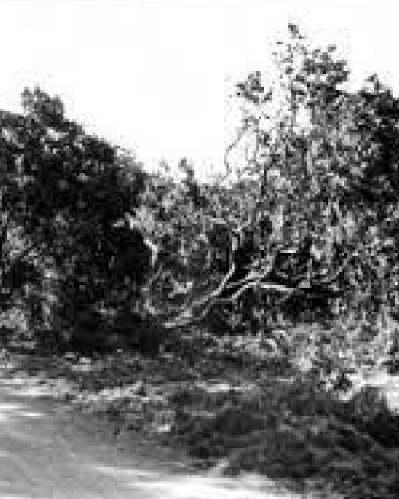 Orange grove destroyed by Hurricane Donna