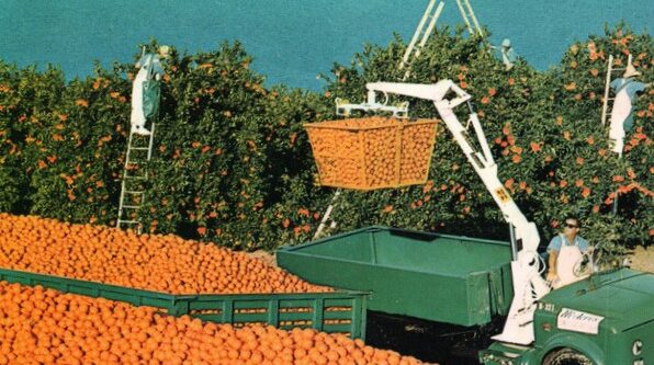 Workers harvesting oranges in an orchard, with one person on a ladder and another using a mechanical picker with a large basket.