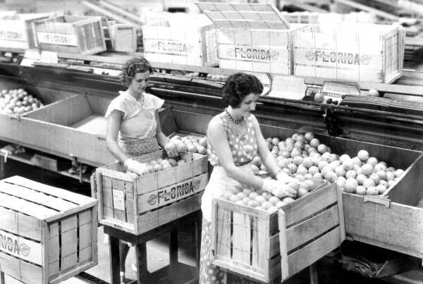 Employees of the Florence Citrus Growers Association Packing Boxes in Winter Haven, Florida in 1943