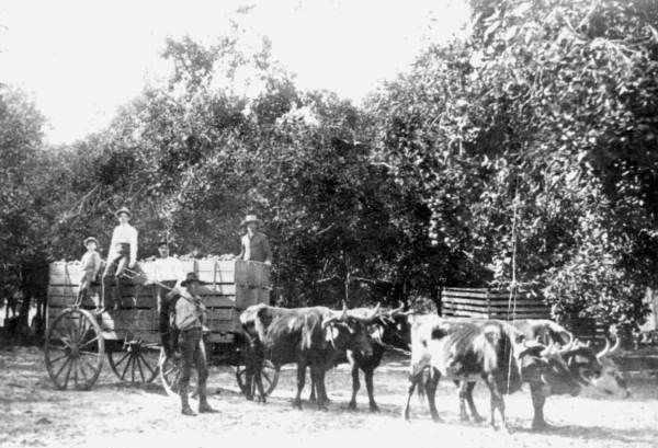 Hauling oranges in Albert Carlton's seedling grove in Wauchula, Florida in 1898