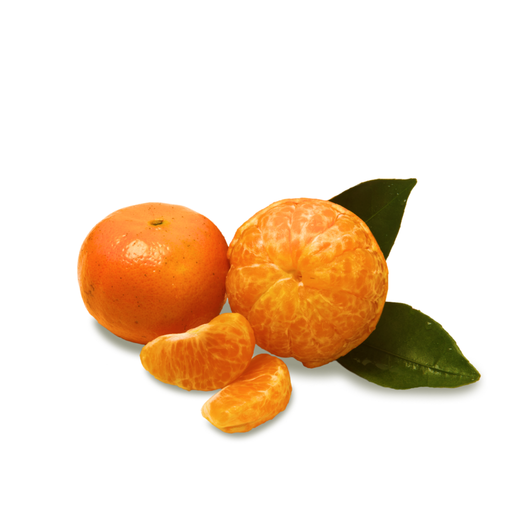 Manderins & Tangerines Showcase 4