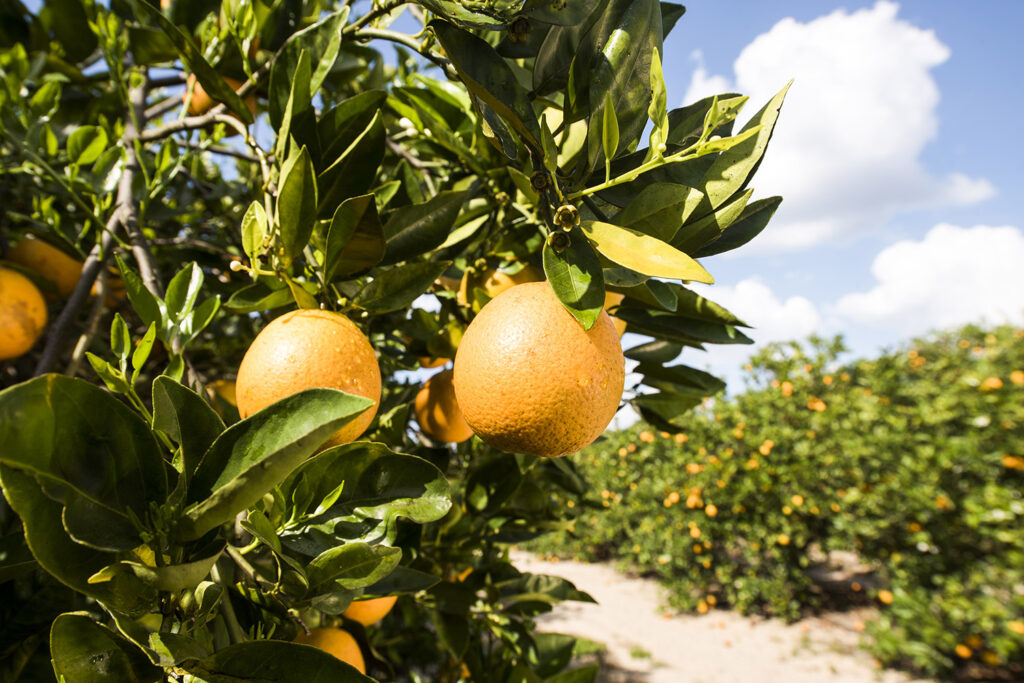 1 Fresh Citrus Masthead.jpg