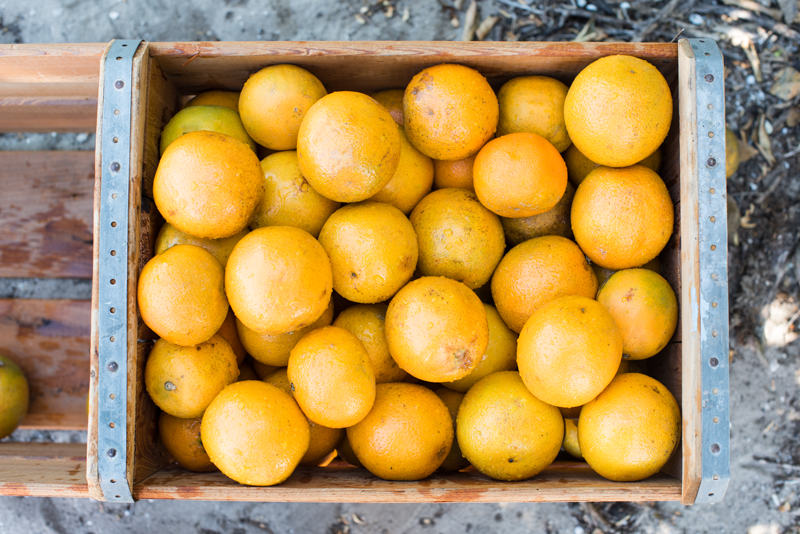 Fresh Florida Citrus
