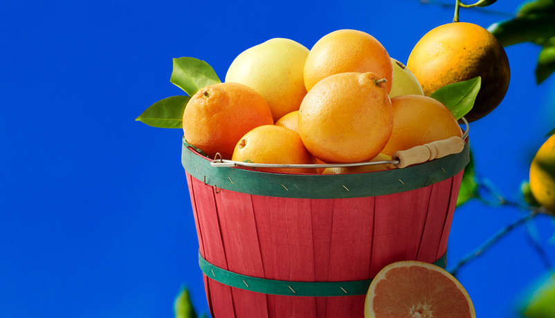 Florida Orange Juice Grapefruit Florida Department Of Citrus Florida Orange Juice Grapefruit Florida Department Of Citrus